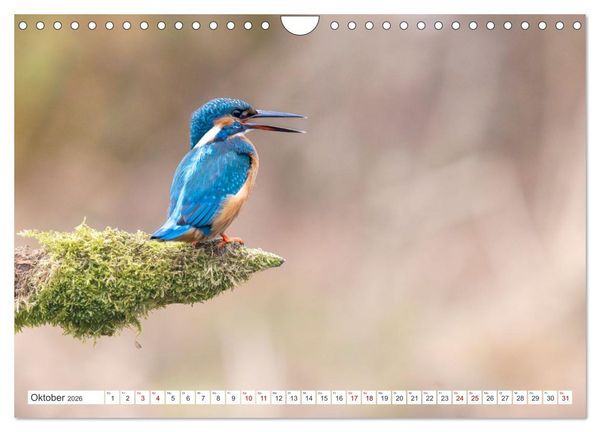 Produktbild: Der blaue Diamant - Fotos vom Eisvogel (Wandkalender 2026 DIN A4 quer), CALVENDO Monatskalender