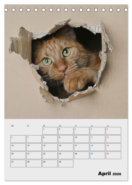 Produktbild: Crazy Catz. (Tischkalender 2026 DIN A5 hoch), CALVENDO Monatskalender