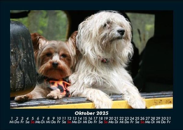 Produktbild: Hundezauber 2025 Fotokalender DIN A5
