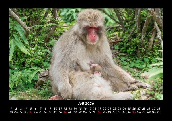 Produktbild: Welt der Affen 2026 Fotokalender DIN A3