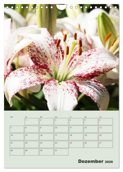 Produktbild: Lilien im Garten (Wandkalender 2026 DIN A4 hoch), CALVENDO Monatskalender