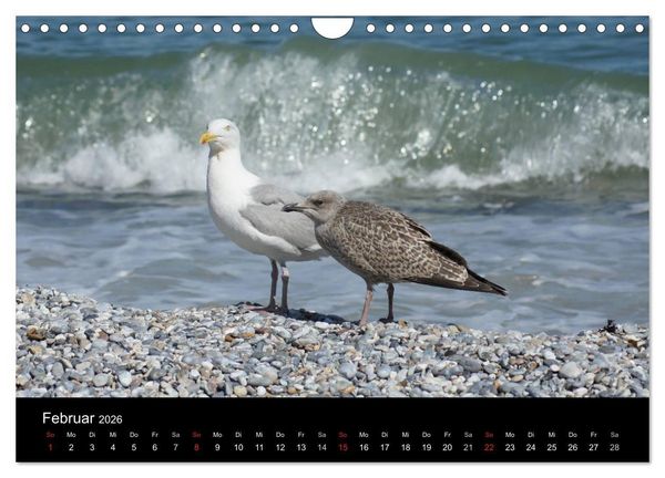 Produktbild: Hochseeeinsel Helgoland (Wandkalender 2026 DIN A4 quer), CALVENDO Monatskalender