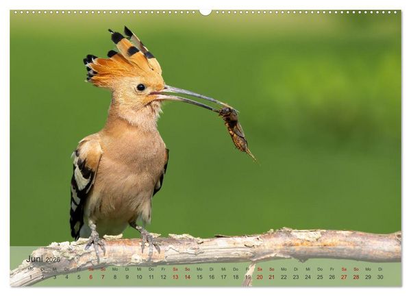 Produktbild: Fantastische Vogelwelt Slowenien (Wandkalender 2026 DIN A2 quer), CALVENDO Monatskalender