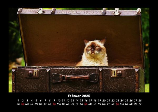 Produktbild: Für Katzenfreunde 2025 Fotokalender DIN A3