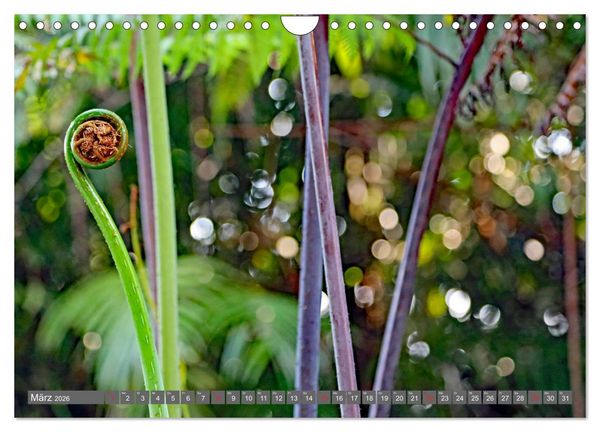 Produktbild: Im Regenwald von Borneo (Wandkalender 2026 DIN A4 quer), CALVENDO Monatskalender