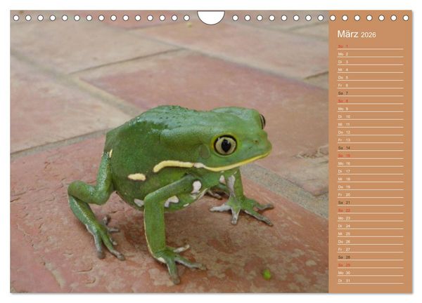 Produktbild: Bilder aus dem Chaco in Paraguay (Wandkalender 2026 DIN A4 quer), CALVENDO Monatskalender