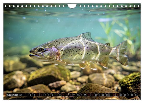 Produktbild: Forellen im Fluss (Wandkalender 2027 DIN A4 quer), CALVENDO Monatskalender