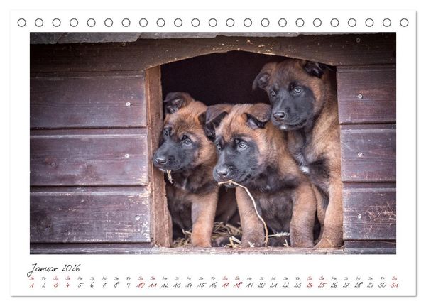 Produktbild: Traumhund Malinois (Tischkalender 2026 DIN A5 quer), CALVENDO Monatskalender