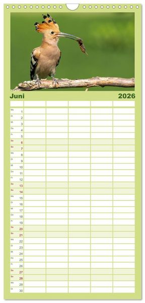 Produktbild: Familienplaner 2026 - Fantastische Vogelwelt Slowenien mit 5 Spalten (Wandkalender, 21 x 45 cm) CALVENDO