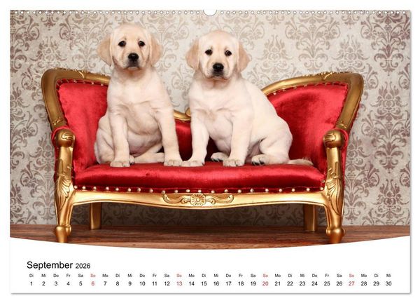 Produktbild: Labrador Welpen - Labrador Puppies (hochwertiger Premium Wandkalender 2026 DIN A2 quer), Kunstdruck in Hochglanz