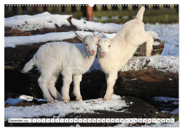 Produktbild: Ziegen - Die Stars aus dem Streichelzoo (Wandkalender 2026 DIN A2 quer), CALVENDO Monatskalender