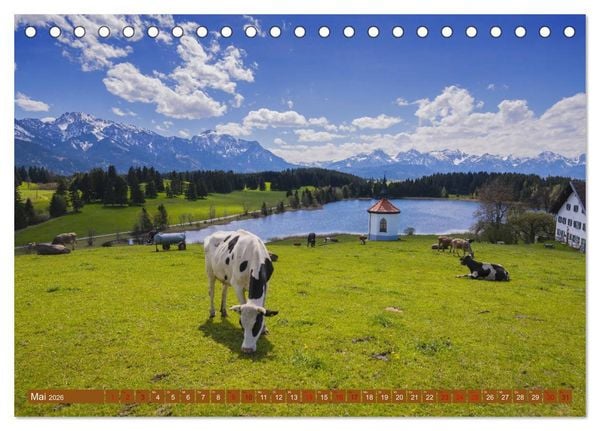 Produktbild: Allg&auml;uer Sch&ouml;nheiten Allg&auml;u - Land der K&uuml;he (Tischkalender 2026 DIN A5 quer), CALVENDO Monatskalender