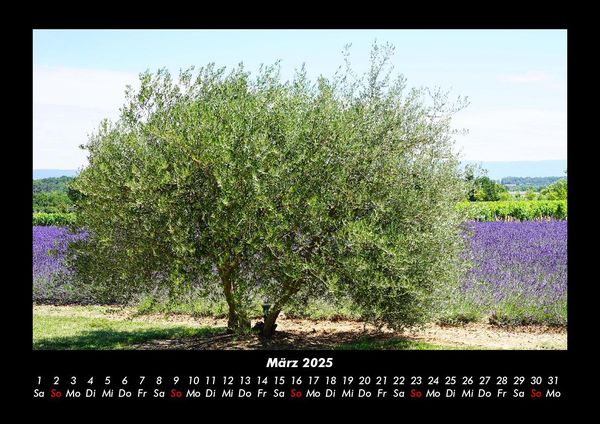Produktbild: B&auml;ume 2025 Fotokalender DIN A3