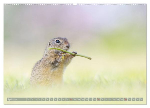 Produktbild: Liebenswerte Ziesel - vom Aussterben bedrohte Nagetiere (Wandkalender 2026 DIN A2 quer), CALVENDO Monatskalender