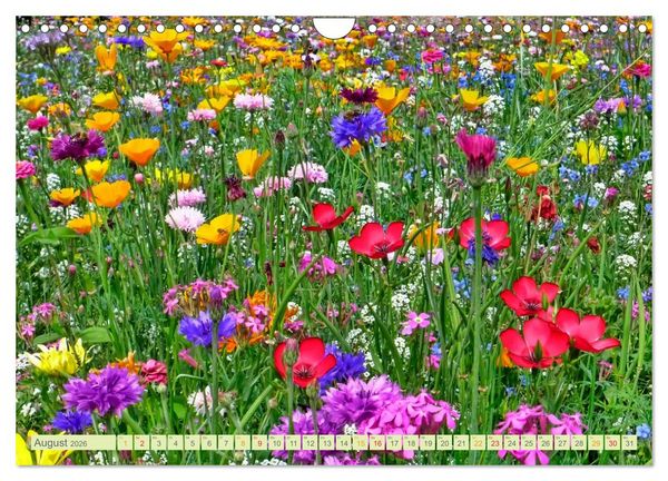 Produktbild: Blumenwiesen &ndash; ein bl&uuml;tenzauberhaftes Jahr (Wandkalender 2026 DIN A4 quer), CALVENDO Monatskalender