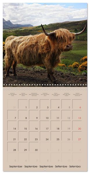 Produktbild: Highland Cows (Wall Calendar 2026 12 &times; 12 Inch) CALVENDO 12 Month Wall Calendar