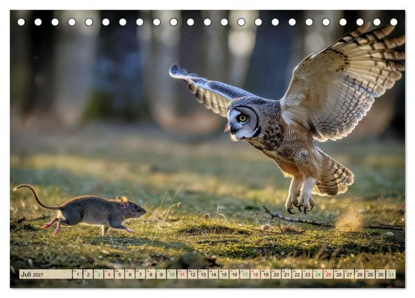 Produktbild: Eulen - furchtlos und elegant (Tischkalender 2027 DIN A5 quer), CALVENDO Monatskalender
