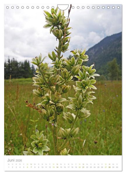 Produktbild: Alpenblumen (Wandkalender 2026 DIN A4 hoch), CALVENDO Monatskalender