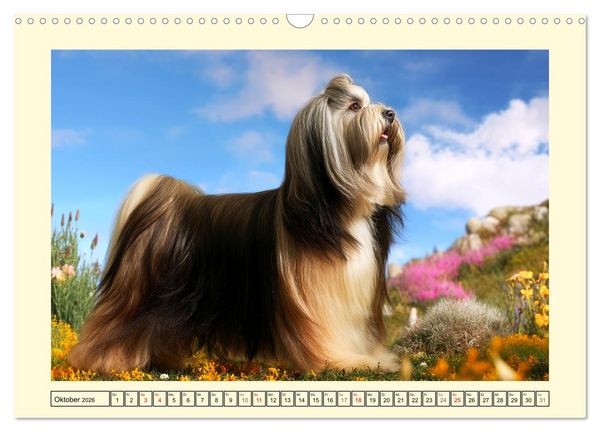 Produktbild: Lhasa Apso Charme. Die kleinen H&uuml;ter des Gl&uuml;cks (Wandkalender 2026 DIN A3 quer), CALVENDO Monatskalender