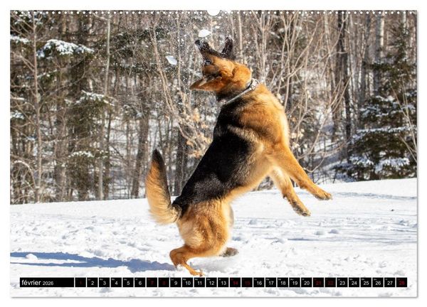 Produktbild: MIRA - PUISSANCE ET &Eacute;L&Eacute;GANCE (Calendrier mural 2026 DIN A2 vertical) calendrier de bureau