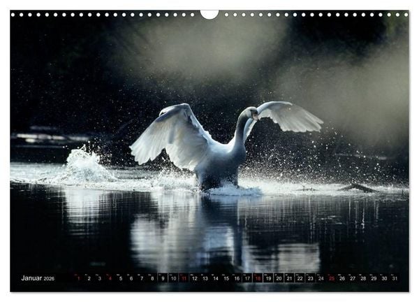 Produktbild: SCHW&Auml;NE. (Wandkalender 2026 DIN A3 quer), CALVENDO Monatskalender