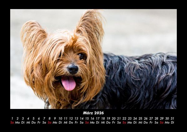 Produktbild: Welt der Tiere 2026 Fotokalender DIN A3