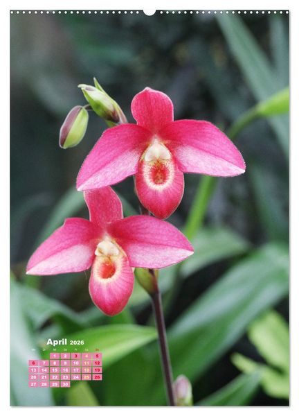 Produktbild: Orchideensch&auml;tze (hochwertiger Premium Wandkalender 2026 DIN A2 hoch), Kunstdruck in Hochglanz