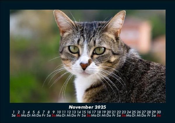 Produktbild: F&uuml;r Katzenfreunde 2025 Fotokalender DIN A5