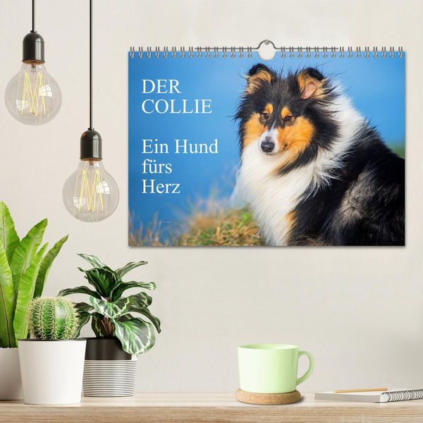 Produktbild: Der Collie - ein Hund f&uuml;rs Herz (Wandkalender 2026 DIN A4 quer), CALVENDO Monatskalender