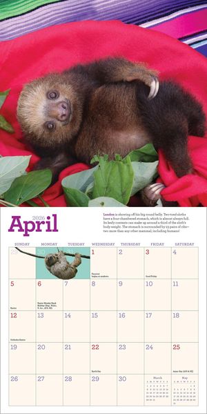 Produktbild: Original Sloths Mini Wall Calendar 2026