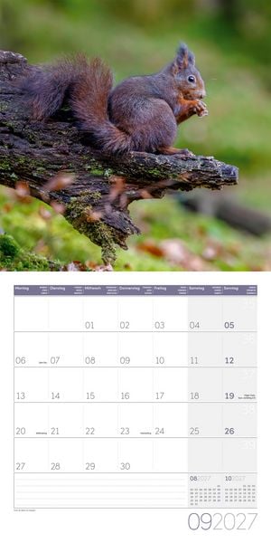 Produktbild: Eichh&ouml;rnchen Kalender 2027 - 30x30 - Art12