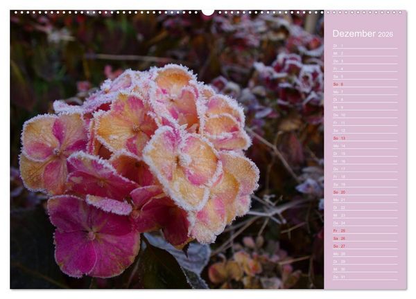Produktbild: Blumenfreude (hochwertiger Premium Wandkalender 2026 DIN A2 quer), Kunstdruck in Hochglanz