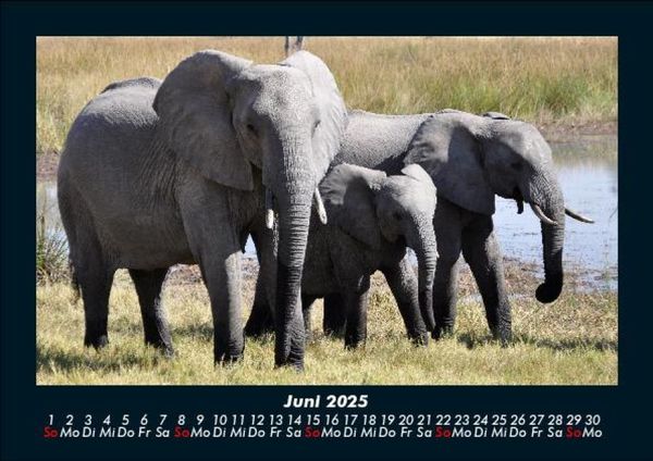 Produktbild: Der Elefantenkalender 2025 Fotokalender DIN A5