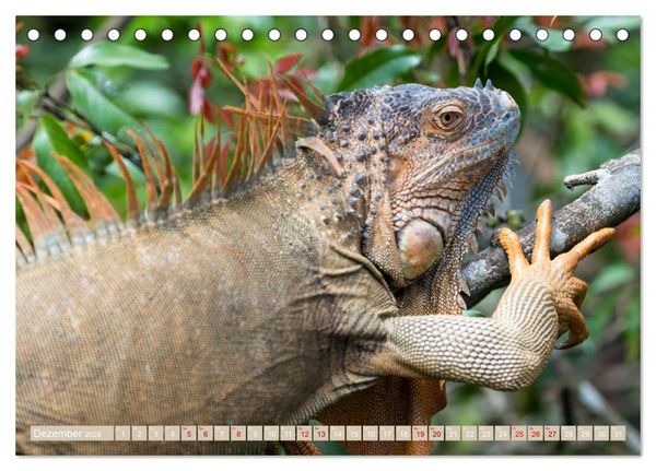 Produktbild: Farbenfrohes Costa Rica (Tischkalender 2026 DIN A5 quer), CALVENDO Monatskalender