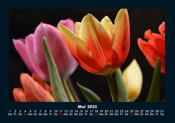 Produktbild: Blumenzauber 2025 Fotokalender DIN A4