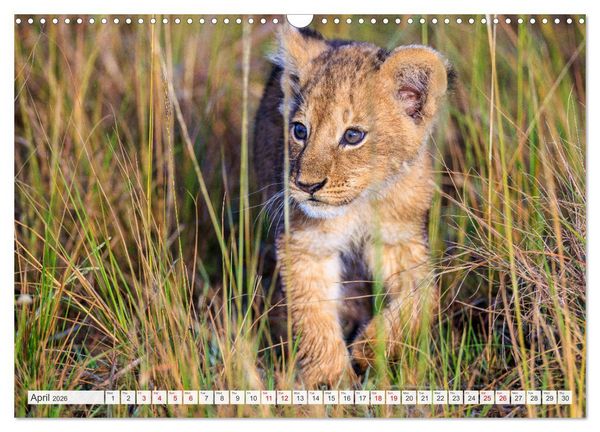 Produktbild: African Cats in impressive portraits (Wall Calendar 2026 DIN A3 landscape), CALVENDO 12 Month Wall Calendar