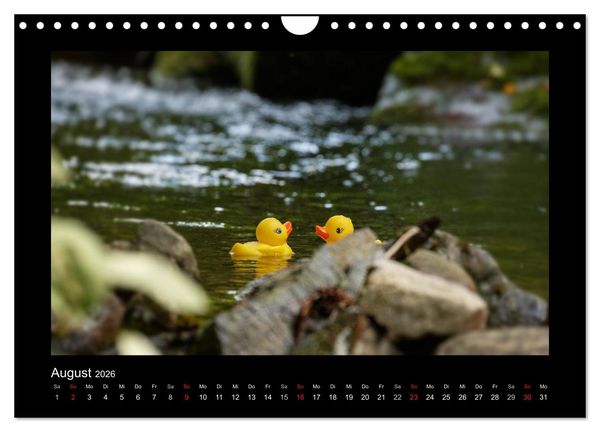 Produktbild: Enten-Rennen (Wandkalender 2026 DIN A4 quer), CALVENDO Monatskalender