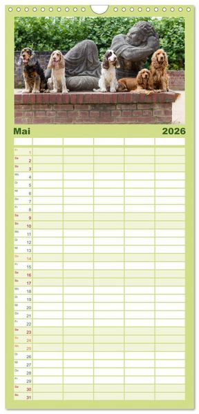 Produktbild: Familienplaner 2026 - English Cocker Spaniels - Ein Spaziergang im Park mit 5 Spalten (Wandkalender, 21 x 45 cm) CALVENDO