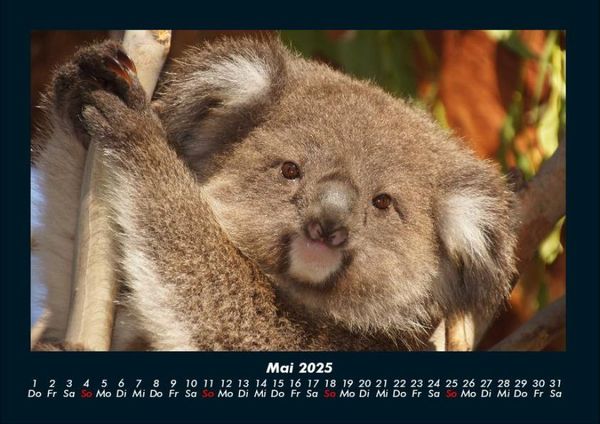 Produktbild: Koala 2025 Fotokalender DIN A4