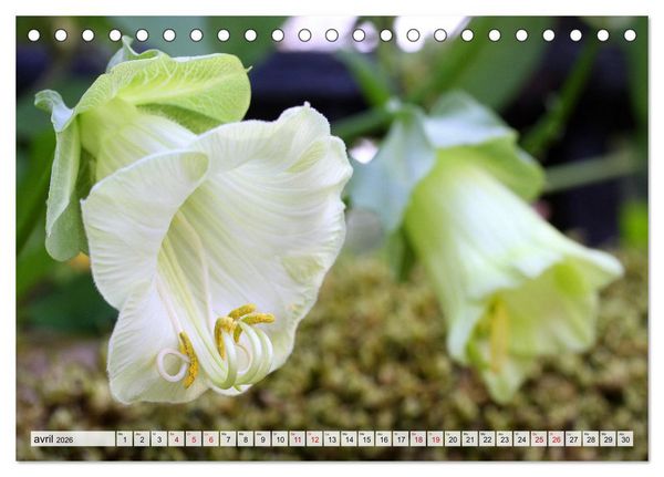 Produktbild: Plaisir des fleurs (Calendrier de bureau 2026 DIN A5 vertical), CALVENDO calendrier mensuel