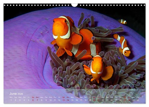 Produktbild: Anemonefish - always busy - always on the move (Wall Calendar 2026 DIN A3 landscape), CALVENDO 12 Month Wall Calendar