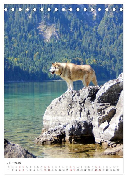 Produktbild: Faszination Husky (Tischkalender 2026 DIN A5 hoch), CALVENDO Monatskalender
