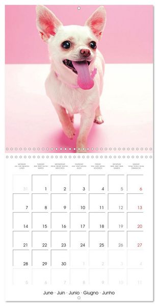 Produktbild: Chihuahua: Small dogs, but mighty (Wall Calendar 2027 12 &times; 12 Inch) CALVENDO 12 Month Wall Calendar