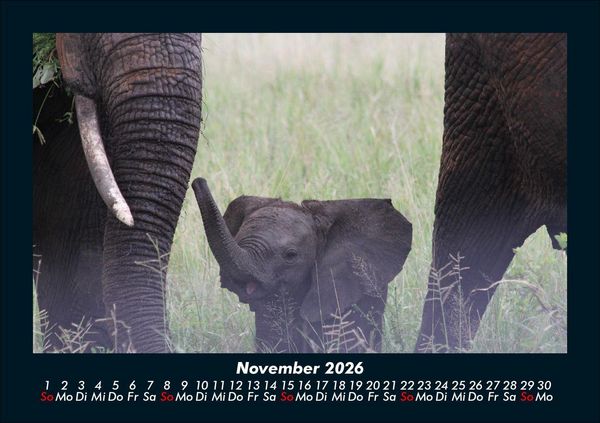 Produktbild: Elefanten - Die sanften Riesen Afrikas 2026 Fotokalender DIN A5