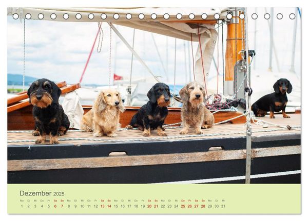 Dackel unterwegs (Tischkalender 2025 DIN A5 quer), CALVENDO Monatskalender