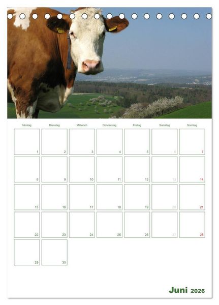 Produktbild: Kuhle K&uuml;he 2026 (Tischkalender 2026 DIN A5 hoch), CALVENDO Monatskalender