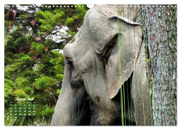 Produktbild: Gentle giants in the jungle (Wall Calendar 2026 DIN A3 landscape), CALVENDO 12 Month Wall Calendar