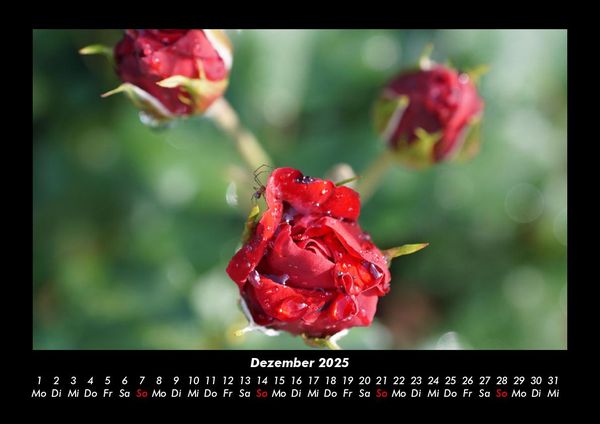 Produktbild: Rosen-Kalender 2025 Fotokalender DIN A3