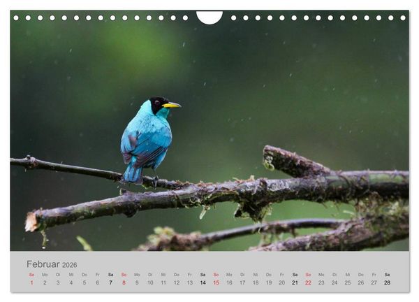 Produktbild: Costa Rica - Exotische V&ouml;gel im Regenwald (Wandkalender 2026 DIN A4 quer), CALVENDO Monatskalender