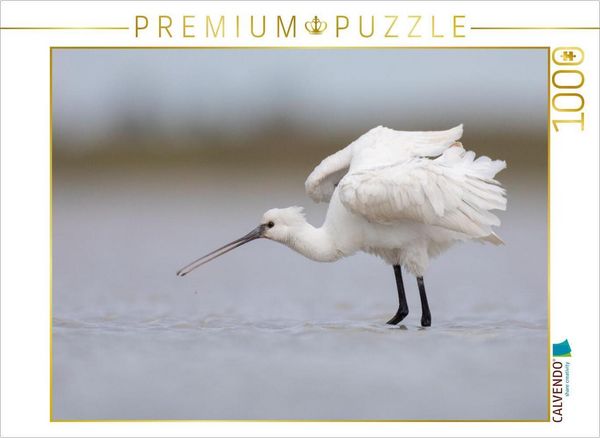 CALVENDO Puzzle Löffler, Jungvogel | 1000 Teile Lege-Größe 64x48cm Foto-Puzzle für glückliche Stunden
